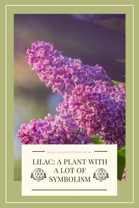 A lilac flower is seen with the text: lilac: a plant with a lot of symbolism. It will take you to a site about witchcraft where the plant is further explained. You can read about the history and symbolism and how you can use it in everyday life. Beginner Spells, Flower Meanings, Language Of Flowers, Lilac Flowers, Spiritual Meaning, The Plant, Different Colors, Lilac, Meant To Be