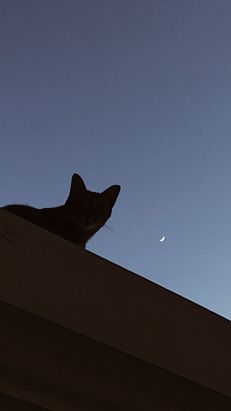 Cat Shadow Aesthetic, Cat Shadow, Recipe Aesthetic, Cat Moon, Poster Funny, The Moon Is Beautiful, Moon Vintage, Image Chat, Moon Pictures