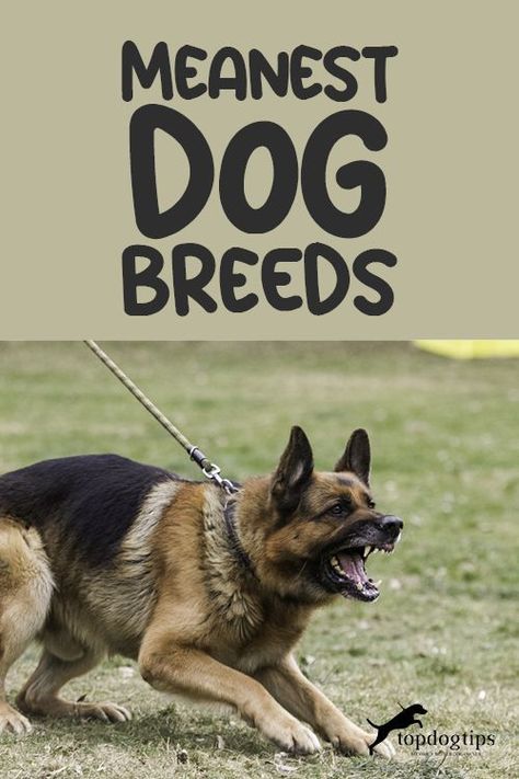 Meanest Dog Breeds Working Dog Breeds, Aggressive Dog Breeds, Working Dogs Breeds, Dog Breeds List, Dangerous Dogs, Therapy Animals, Bad Behavior, Top List, Aggressive Dog