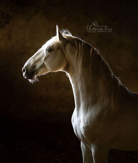 Stud Farm, Lusitano Horse, Russian Winter, Horse Inspiration, Andalusian Horse, Grey Horse, Horse Portrait, Majestic Horse, Horses And Dogs