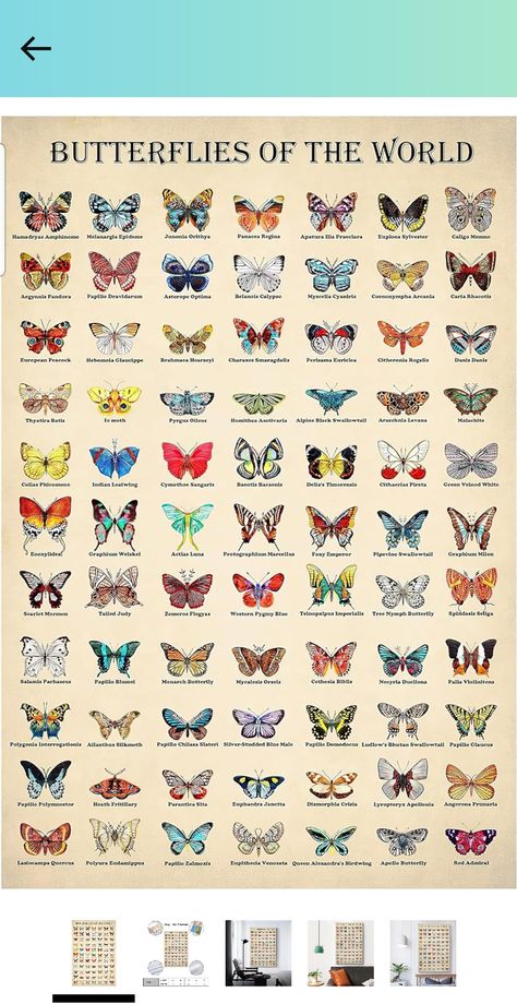 Butterfly Names With Meaning, Butterfly Types, Different Type Of Butterflies, Butterfly Types And Meanings, Names Meaning Butterfly, Types Of Butterflies Chart, Butterfly Outline, Types Of Butterflies, Jelly Wallpaper