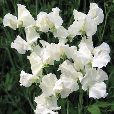 SWEET PEA OLD TIMES Pea Garden, Lathyrus Odoratus, Sweet Pea Seeds, Sweet Pea Flowers, Pea Flower, Moon Garden, Sweet Peas, Caicos Islands, Flower Seeds