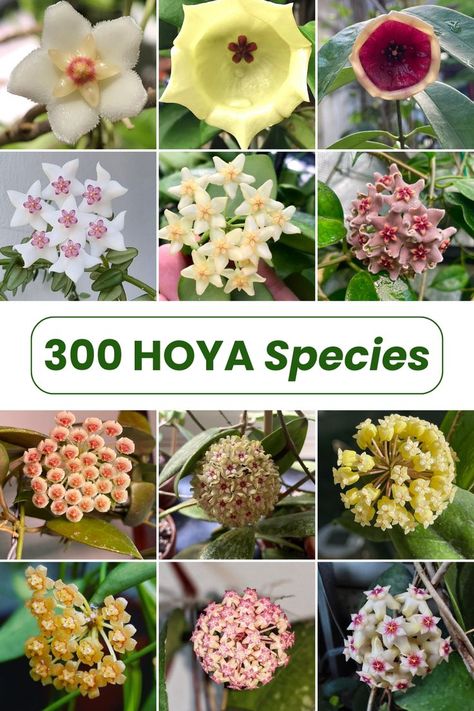 Hoya Flowers Blooming, Types Of Hoya Plants, Hoya Varieties, Tropical Vines, Hoya Linearis, Hoya Flowers, Plant Parenting, Hoya Plant, Hoya Carnosa