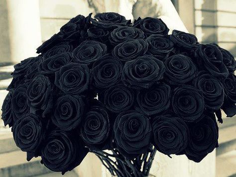 Love black roses!! Roses Photography, Colorful Roses, Black Flowers, Happy Colors, Black Love, Black Is Beautiful, Love Flowers, Black Aesthetic, Black Rose