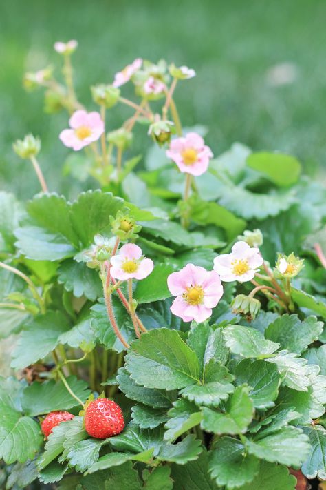 strawberry blossoms | arosynote.com Strawberry Field, Fresh Cut Grass, Strawberry Fields Forever, Wild Strawberry, Strawberry Patch, Wild Strawberries, Strawberry Fields, Beltane, Apple Blossom