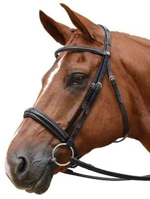 What is a Horse Bridle? Parts, Uses, Types & FAQs Answered Eurasian Steppe, Horse Riding Helmets, Bitless Bridle, Western Bridles, Round Pen, Harness Racing, Types Of Horses, Horse Bridle, Cowboy Horse