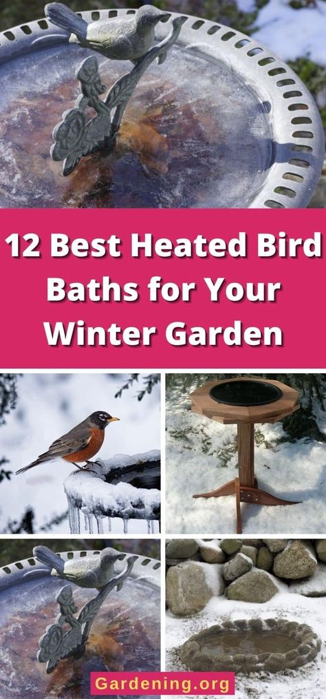 Winter Bird Bath Ideas, Birds Drinking Water, Plastic Bird Bath, Backyard Habitat, Birds In Winter, Backyard Birds Watching, Heated Bird Bath, Backyard Birds Sanctuary, Bird Fountain