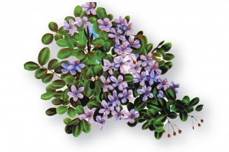 Lignum vitae - National Flower of Jamaica...would be beautiful to have some in the wedding bouquet Jamaica National Heroes, Diy Destination Wedding, Country England, Lignum Vitae, Church Wedding Flowers, Cheap Wedding Flowers, Black Girls With Tattoos, Beach Wedding Flowers, National Flower