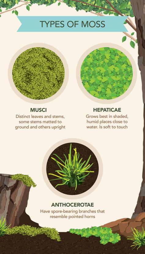 Different Types Of Moss, Mini Moss Garden, How To Grow Moss Indoors, How To Grow Moss, Moss Garden Indoor, Moss Garden Outdoor, Herb Terrarium, Moss Types, Indoor Moss Garden