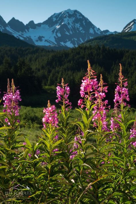 Nature, Alaska Mountains Photography, Alaska Landscape Photography, Alaskan Aesthetic, Alaska Aesthetic Summer, Alaskan Photography, Alaskan Flowers, Alaska Flowers, Fireweed Flower