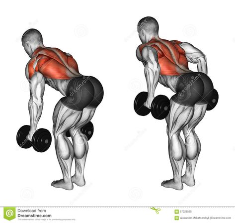 Exercising. Thrust Dumbbells In The Slope - Download From Over 68 Million High Quality Stock Photos, Images, Vectors. Sign up for FREE today. Image: 57028555 Workout Shoulder, Dumbell Workout, Art Models, Body Fitness, Dumbbell Workout, Gym Workout Tips, Back Exercises, Back Workout, Bodybuilding Workouts