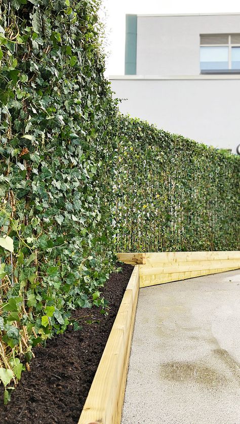 INSTANT IVY GREEN SCREEN HEDGES Small Garden Hedges, Small Garden Uk, Hedera Ivy, Espalier Fruit Trees, Commercial Planters, Garden Uk, Garden Hedges, Green Fence, Front Garden Ideas