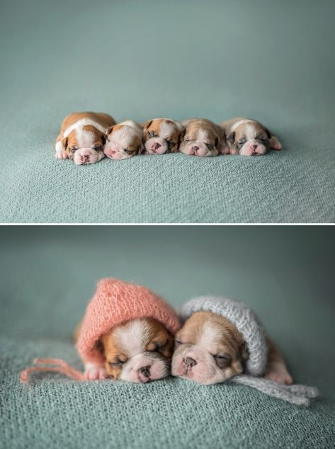 Ottawa Newborn Photographer | Puppies » Ottawa Newborn Photographer | Diamondview Photography Newborn Puppies Photoshoot, Cute Puppy Photography, Dog Newborn Photography, Puppy Litter Picture Ideas, Newborn Puppy Litter Photoshoot Ideas, Newborn Puppies Photography, Puppy Litter Pictures, Newborn Puppy Photos, Newborn Puppy Photography