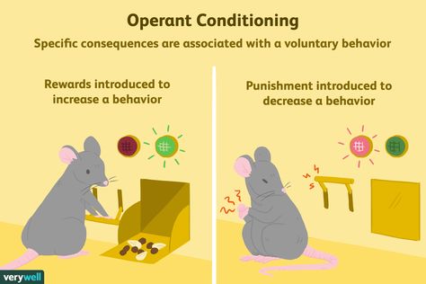 Operant conditioning is one of the fundamental concepts in behavioral psychology. Learn more about the effects of rewards and punishments on behavior. Social Cognitive Theory, Intro To Psychology, Learning Theories, Daycare Organization, Operant Conditioning, Behavioral Psychology, Infant Lesson Plans, Psychology Notes, Daycare Forms