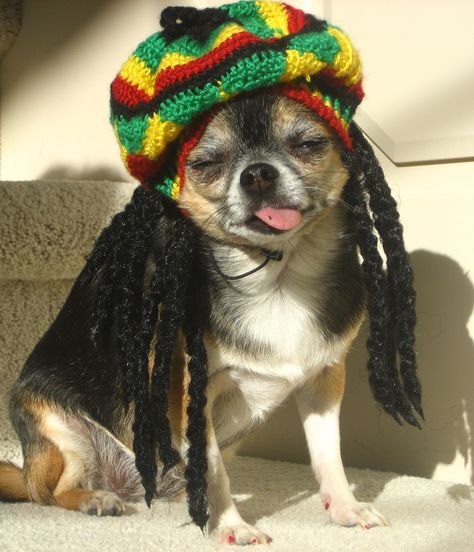 Cutiest Rasta dog EVER!  Lola <3 xoxo Silly Dogs Hilarious, Dogs Silly, Dog Doodle, Dog Pics, Silly Things, Dog Videos, Silly Dogs, Dogs