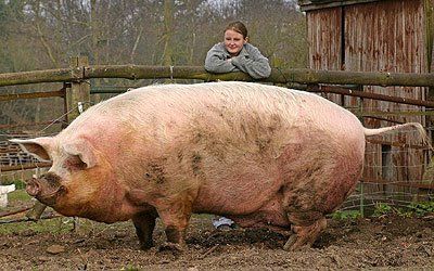 Giant Animals | Giant Animals Still Roam the Earth Animal Tatoos, Giant Pig, Fat Animals, Big Pigs, Animal Shaming, Giant Animals, Big Animals, Animal Facts, Weird Animals