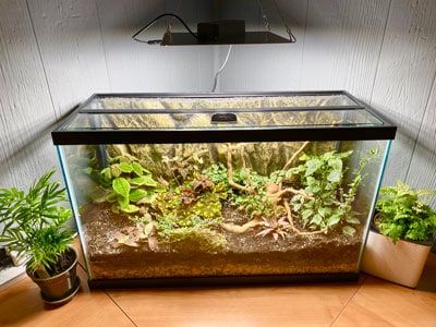 Turn an Aquarium into a Terrarium: 9 Super Easy Steps! Fish Tank Turned Into Terrarium, Terrarium Ideas Aquarium, Large Terrarium Ideas Fish Tanks, 5 Gallon Terrarium Ideas, Terrarium Tank Ideas, Cool Terrarium Ideas, How To Make A Terrarium In A Fish Tank, Terrarium In Aquarium Tank, Fish Tank Plant Terrarium