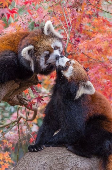 Racoon And Red Panda, Red Panda Photography, Red Panda Wallpaper, Wallpaper Dog Aesthetic, Red Panda Cute, Dog Tattoo Ideas, Animals And Pet Supplies, Animal Jungle, Wallpaper Dog