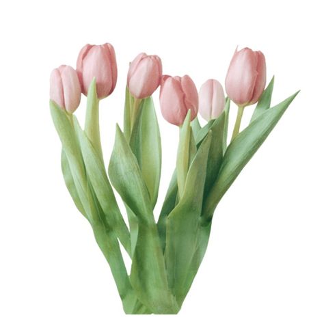 Tulip Png Aesthetic, Tulips White Background, Ive Widget, Tulipanes Aesthetic, Tulip Png, Minecraft Items, Editing Resources, Perfect Images, Plant Icon