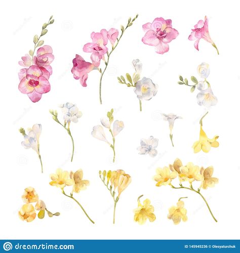 Freesia Flowers, Clip Board, Daisy Tattoo, Watercolor Clip Art, Tree Of Life Tattoo, Creative Drawing Prompts, Flowers White, Anne Frank, Yellow And Pink