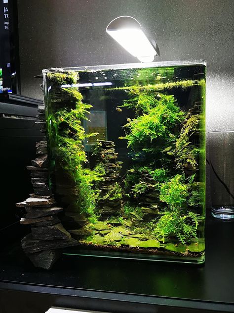 Shrimp Aquascape, Planted Cube Aquarium, Cube Aquascape, Planted Nano Tank, Long Tank Aquascape, Rectangular Terrarium, Tall Tank Aquascape, Nano Aquascape, Fluval Chi Aquascape