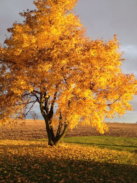 Fall Tree Pictures Autumn Leaves, Autumn Reference Photo, Scenery Reference Photos, Autumn Trees Aesthetic, Autumn Trees Photography, Chinese Pistache Tree, Trees Reference, Autumn Landscape Photography, Tree Reference