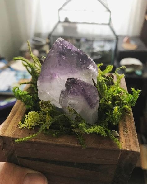 Bathroom Crystals, Crystal Garden Terrarium, Crystal Arrangements, Crystal Display Ideas, Plants And Crystals, Modern House Ideas, Toad Stool, Stone Altar, Bedroom Ideas Bohemian