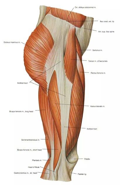 Thigh muscles side view Thigh Muscle Anatomy, Leg Muscles Anatomy, Body Muscle Anatomy, Leg Anatomy, Human Muscle Anatomy, Anatomy Bones, Human Body Art, Human Body Anatomy, Human Anatomy Drawing