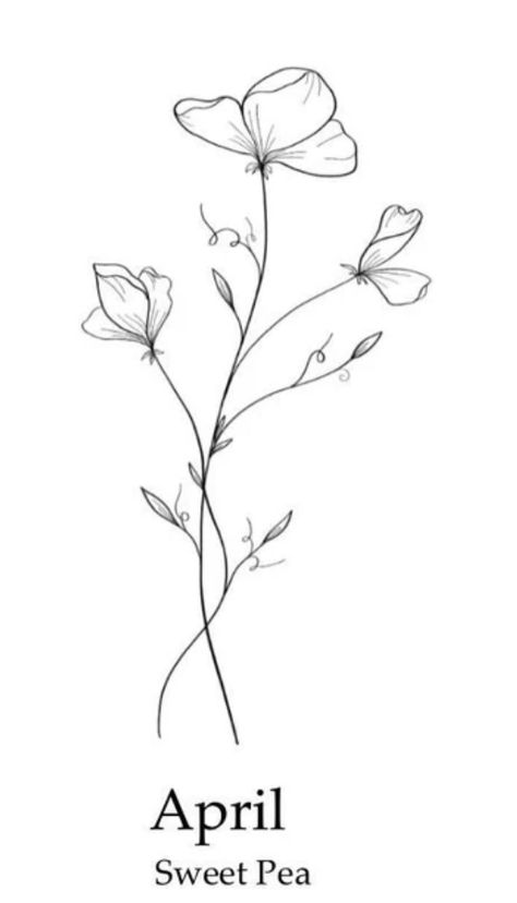 Violet And Sweet Pea Tattoo, Sweat Pea Tattoo Design, Small April Tattoos, One Line Sweet Pea Tattoo, Sweet Pea Arm Tattoo, Sweet Pea Minimalist Tattoo, Sweet Pea Outline, Sweet Pea Flower Tattoo Black And White, Sweet Pea Back Tattoo