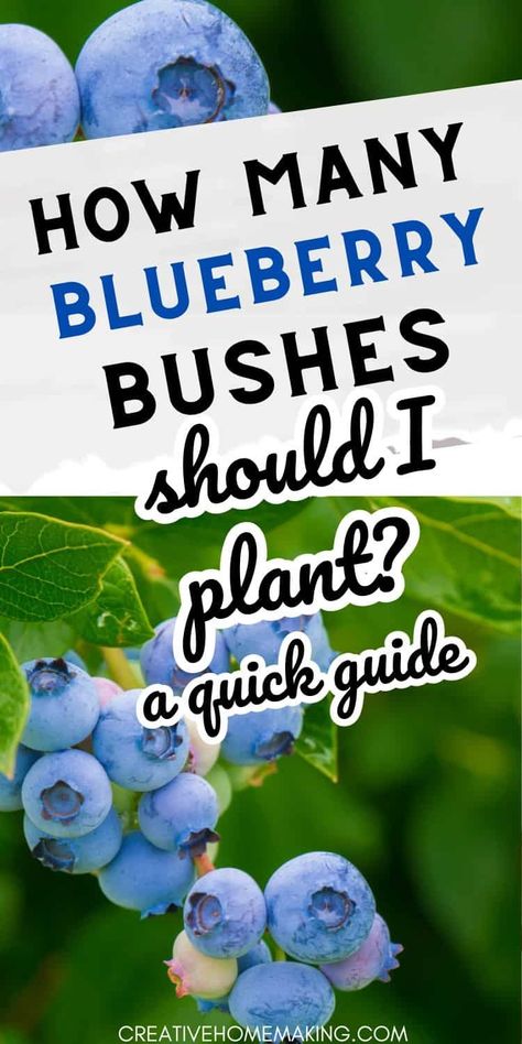 Uncover the secrets to planting blueberry bushes for a fruitful garden. Find out how many bushes to plant to enjoy a steady supply of delicious, antioxidant-rich blueberries. Blueberry Planting Ideas, Blueberry Garden Design, Planting Blueberries How To Grow, Blueberry Patch Garden, Growing Blueberries In Containers, Blueberry Patch Ideas, Berry Bushes Garden Ideas, Berry Garden Layout, How To Plant Blueberry Bushes