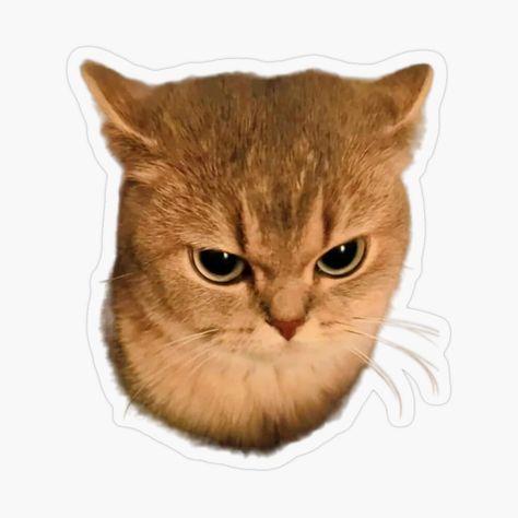 Cute Cat Stickers Printable, Cat Cute Sticker, Funny Cat Stickers, Mood Stickers, Cat And Dog Memes, Cats Stickers, Sticker Whatsapp, Imessage Sticker, Weird Stickers