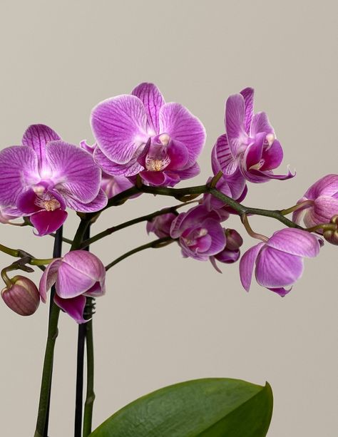 Pink Orchids Centerpiece, Care Of Orchids, Sustained Investigation, Indoor Orchids, Orchid Roots, Orchid Centerpieces, Orchid Plant, Moth Orchid, Plant Delivery