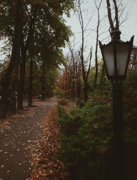 Dark Autumn, Season Of The Witch, Fall Feels, Academia Aesthetic, Best Seasons, We Fall In Love, Autumn Cozy, Autumn Aesthetic, Red Aesthetic