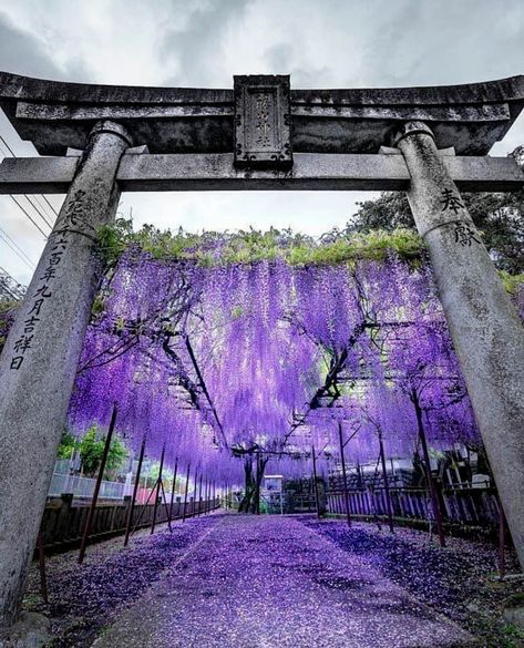 Bday Background, Wisteria Tree, Scenery Pictures, Aesthetic Japan, Nagasaki, Visit Japan, Japanese Aesthetic, Dessin Adorable, Pretty Wallpapers Backgrounds