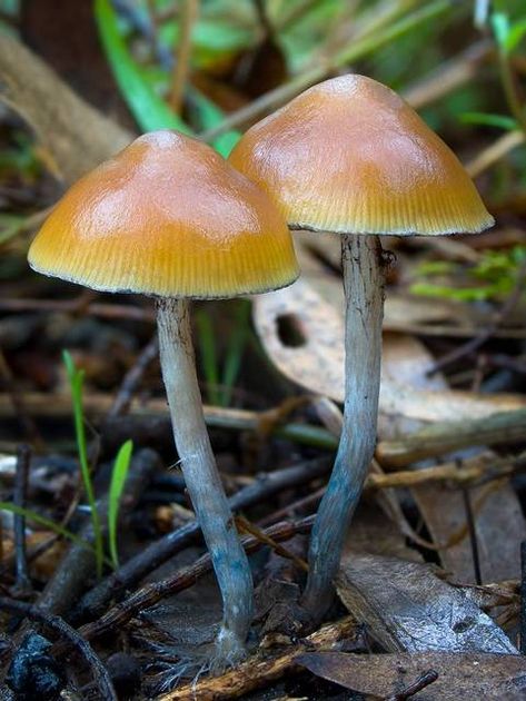 Psycilobin Mushrooms, Mushroom City, Mushroom Medley, Psilocybin Mushrooms, Mushroom Species, Magical Mushroom, Mushroom Images, Mushroom Pictures, Gold Tops