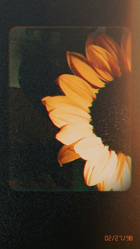 #sunflowersPH #aesthetic #sunflowers Sunflower Wallpaper Aesthetic Vintage, Dark Sunflower Aesthetic, Vintage Sunflower Aesthetic, Fake Aesthetic, Sunflower Aesthetic, Retro Sunflower, Fav Flower, Music Aesthetics, Sunflowers Background