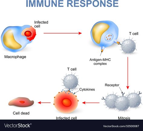 Circulatory System Function, What Is Cell, Human Circulatory System, Adaptive Immune System, Missing Work, Scientific Poster, Immune Cells, Lymph System, B Cell