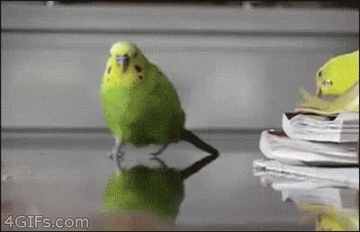 Explosion Action GIF - Explosion Action Bird - Discover & Share GIFs Wojskowy Humor, Funny Parrots, Bird Gif, Funny Birds, Happy Mother, Cute Birds, 귀여운 동물, Cute Funny Animals, Birdy