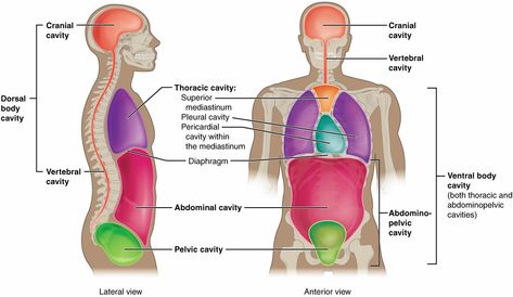 Body Cavities, Serous Membrane, Thoracic Cavity, Anatomy Organs, Human Body Organs, Body Diagram, Brain Stem, Human Body Anatomy, Muscular System