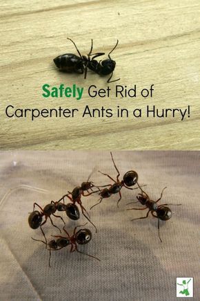 Get Rid Of Carpenter Ants, Kill Carpenter Ants, Ant Poison, Homemade Ant Killer, Get Rid Of Ticks, Wood Ants, Carpenter Ants, Ant Repellent, Ant Problem