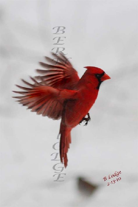 Flying Cardinal Tattoo Red Bird Tattoo, Red Cardinal Tattoos, Small Cardinal Tattoo, Cardinal Birds Art, Memorial Tattoo Designs, Cardinal Tattoo, Red Bird Tattoos, Cardinal Tattoos, Flying Tattoo