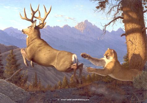 “Narrow Escape”  Mountain lion ambushing a mule deer. (Tom Mansanarez) Mule Deer Buck, Deer Artwork, North American Wildlife, Bighorn Sheep, Deer Pictures, Hunting Art, Deer Painting, Deer Art, Mule Deer