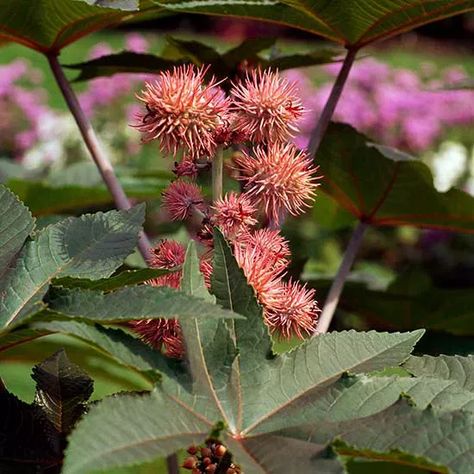 How to Plant and Grow Castor Bean Eco Black Castor And Flaxseed, Lima Beans Growing, Bush Beans Growing, Castor Bean Plant, Castor Bean, Growing Beans, Castor Seed, Bean Plant, Planting Tips