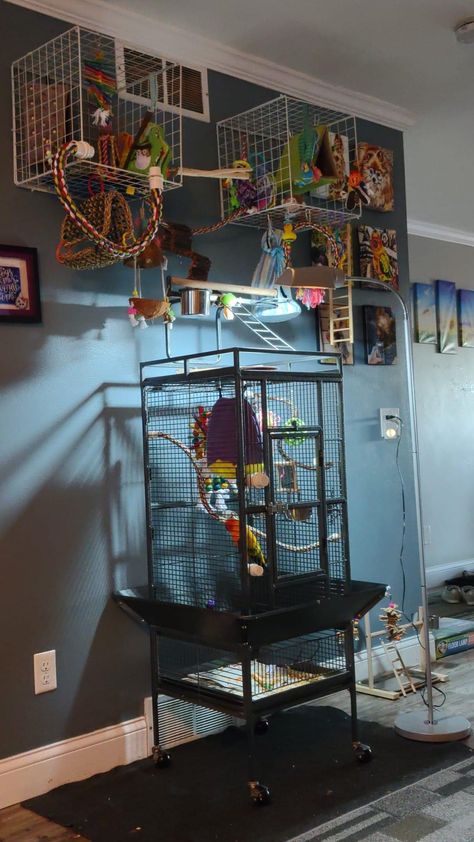 Cockatiel Cage Ideas, Bird Perch Ideas, Bird Room Ideas Diy, Bird Stands Diy Ideas, Indoor Bird Room Ideas, Parakeet Playground Diy, Bird Room, Bird Room Ideas, Parrot Setup