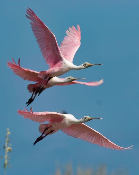 Charleston Art, Roseate Spoonbill, Amazing Birds, Most Beautiful Birds, Sketch Painting, Bird Watching, Bird Feathers, Birdy, Beautiful Birds