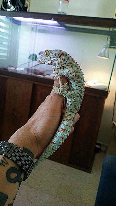 Big fat tokay <3 Leachie Gecko, Tokay Gecko, Big Lizard, Cute Gecko, Pet Lizards, Reptile Room, Cute Reptiles, Reptile Enclosure, Leopard Gecko