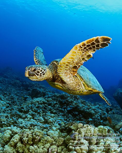 Sea Turtles Protecting a flagship species of our oceans Sea Turtle Reference, Olive Ridley Sea Turtle, Sea Turtle Images, Sea Turtles Photography, Turtles Swimming, Swimming Turtle, Sea Turtle Swimming, Sea Turtle Pictures, Turtle Wallpaper