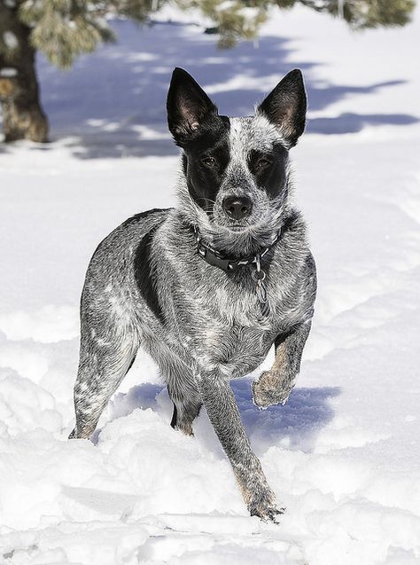 Aussie Cattle Dog, Austrailian Cattle Dog, Cattle Dogs Rule, Heeler Puppies, English Bull Terrier, Blue Heeler Dogs, Aussie Dogs, Australian Cattle Dogs, Australian Cattle Dog Blue Heeler