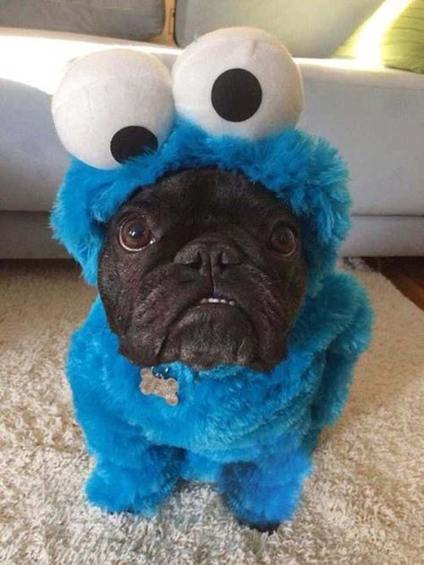 Black, Funny, Halloween, Pug, A Pug, Cookie Monster, A Dog, Blue