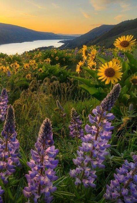 Wildflower Garden Ideas, Bee Hive Design, Iphone Backgrounds Nature, Colorado Flowers, Pinterest Plant, Colorado Painting, Picture Template, Seeds Of Change, Colorado Wildflowers